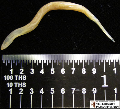 Oxyuris sp. (pinworm)