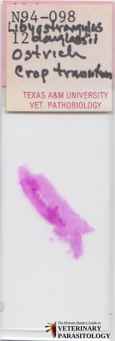 Libyostrongylus douglassii