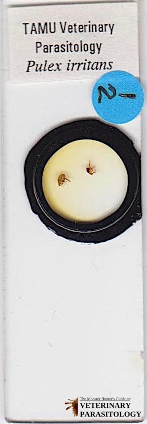 Pulex irritans (aka., human flea)