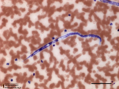 Brugia malayi microfilaria