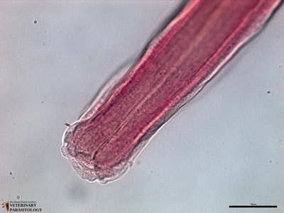 Dictyocaulus filaria