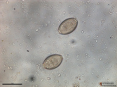 Capillaria sp. larvated eggs, fecal float