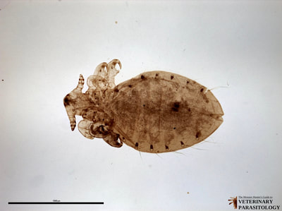 Linognathus ovillus (aka., ovine face louse) of sheep