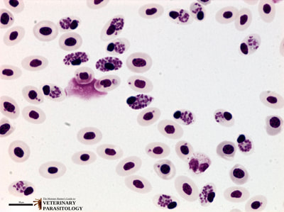 Plasmodium gallinaceum schizonts in avian blood smear