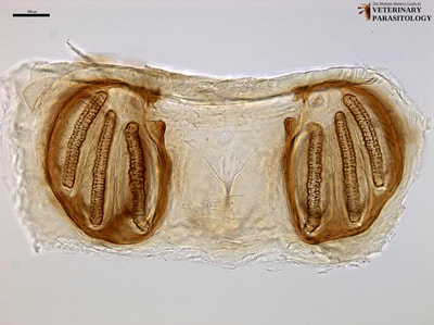Sarcophaga sp. (aka., flesh fly) larval spiracle