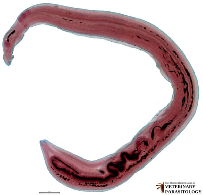 Schistosoma haematobium male and female in copula