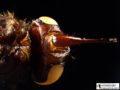 Stomoxys calcitrans (ex., stable fly, barn fly, biting house fly, dog fly, or power mower fly)