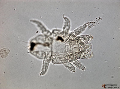 Cheyletiella sp. (aka., fur mite or walking dandruff) larva, ventral surface