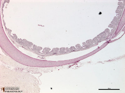 Cryptosporidium baileyi in duck trachea