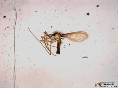 Lutzomyia sp. (aka., sand fly)