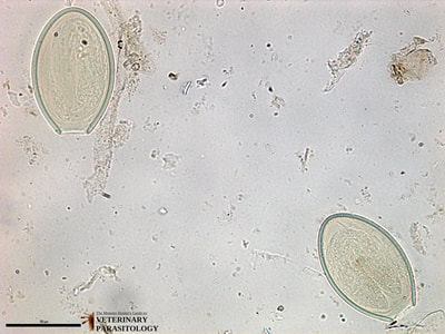 Oxyuris sp. (pinworm) eggs, fecal float