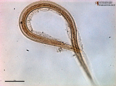 Strongyloides adult