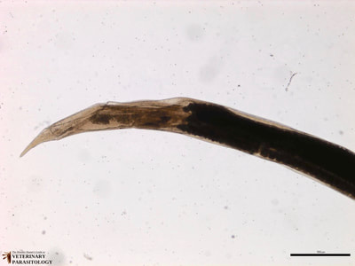 Dictyocaulus sp. female