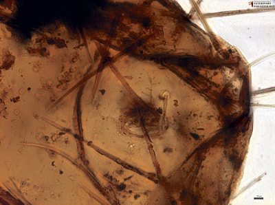 Echinolaelaps echidninus (aka., spiny rat mite) of rodents