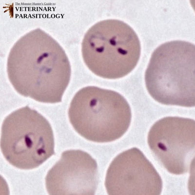 Babesia gibsoni, blood smear of Pit Bull puppy