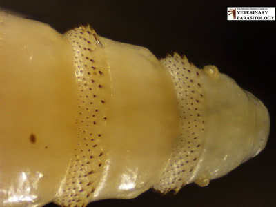 Cochliomyia hominivorax (aka., New World screw-worm fly, or screw-worm) larvae (maggots) with pigmented tracheal trunks