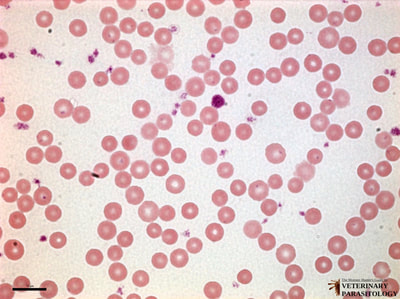 Eperythrozoon sp., blood smear
