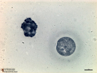 Naegleria fowleri (aka., brain-eating amoeba) trophozoites