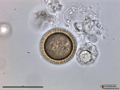 Taenia pisiformis egg, fecal float