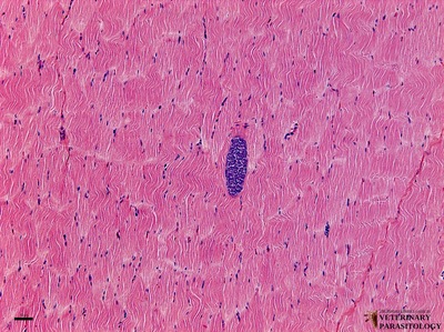 Sarcocystis sp. sarcocyst containing many bradyzoites