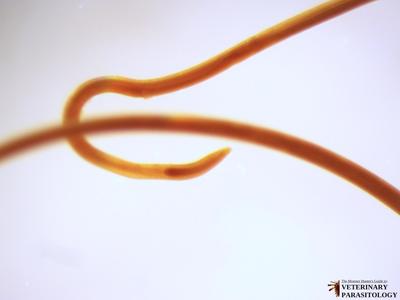 Parelaphostrongylus tenuis