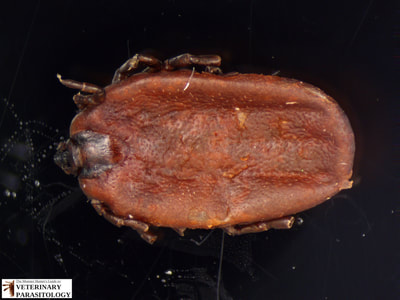 Rhipicephalus annulatus (aka., Boophilus annulatus)
