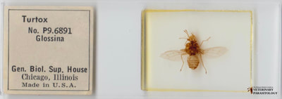 Glossina sp. (aka., tsetse fly, tzetze fly, tik-tik fly)