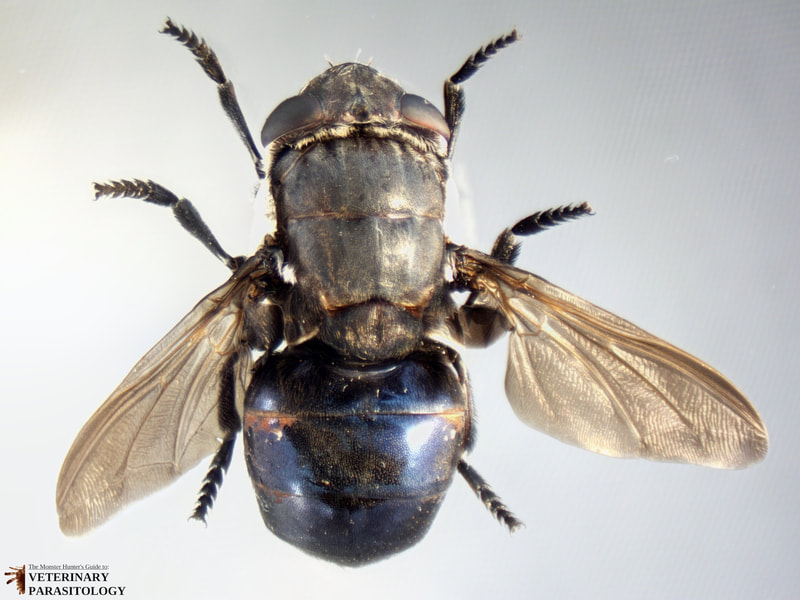 Cuterebra lepivora adult female fly