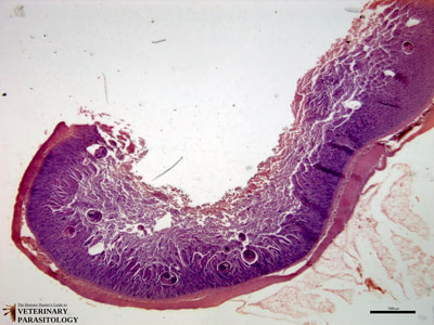 Nanophyetus sp. adult in small intestine