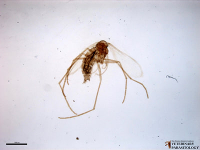 Phlebotomus sp. (aka., sand fly)