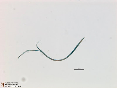 Trichostrongylus sp. larva
