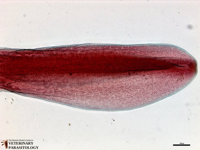 Diphyllobothrium latum scolex