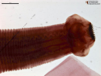 Taenia sp. scolex