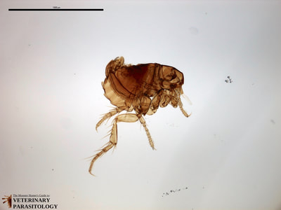 Echidnophaga gallinacea (aka., hen flea, stickfast flea and sticktight flea)