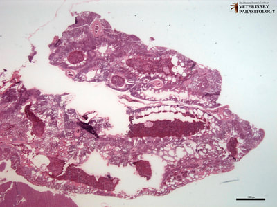 Cytodites nudus (aka., Cytoleichus nudus, air sac mite, or Millennium Fowlcon Mite) in lung of chicken (also reported in turkey, pheasant, grouse, pigeon, and canary)