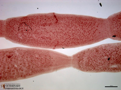 Dipylidium caninum mature proglottids (top) and gravid proglottids (bottom)