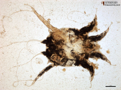 Psoroptes cuniculi (aka., rabbit ear mite)