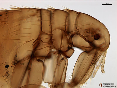 Xenopsylla cheopis (aka., Oriental Rat Flea) with mesopleuron rod