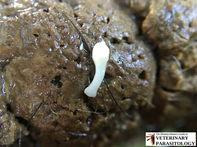 Dipylidium caninum gravid proglottid in dog feces poop tapeworm