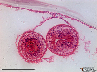 Protoscolices within hydatid cyst of Echinococcus granulosus