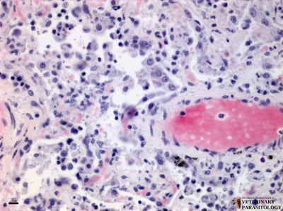 Neospora sp. tachyzoites and bradyzoites (cyst-like packets) in canine lung
