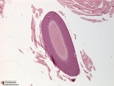 Sarcocystis sp. sarcocyst in skeletal muscle of duck (i.e., rice breast disease)