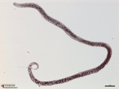 Dirofilaria immitis (heart worm) microfilaria