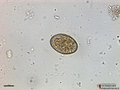 Diphyllobothrium latum egg, fecal float