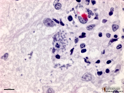 Sarcocystis neurona schizonts and free merozoites in equine spinal cord