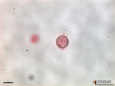 Echinococcus granulosus egg, fecal float
