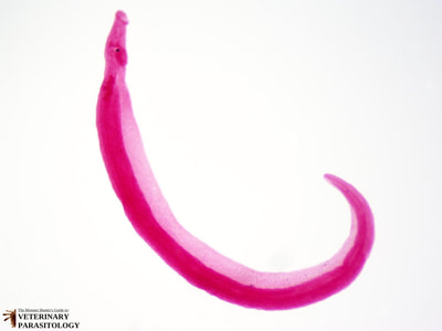 Schistosoma mansoni adult male