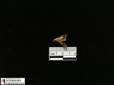 Chrysops sp. fly (aka., Deer Fly)