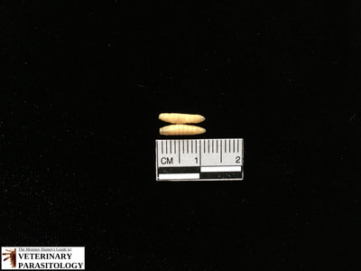 Cochliomyia hominivorax (aka., New World screw-worm fly, or screw-worm) larvae (maggots) with pigmented tracheal trunks