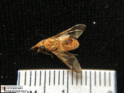 Chrysops sp. fly (aka., Deer Fly)